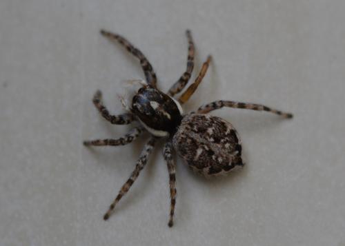 Menemerus semilimbatus